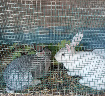 Продаются кролики
