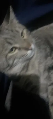 mushuk sotiladi juda yuvosh