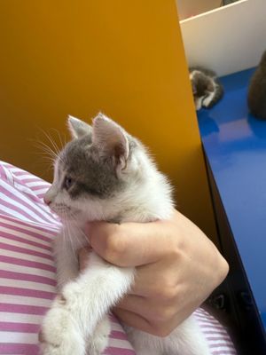 Бесплатно: котёнок в хорошие руки/ Bepul mushuk