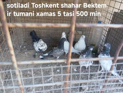 Sotiladi Toshkent shahar Bektemir tumani