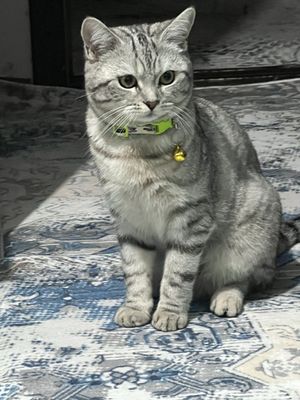 Shotlanskiy shinshilla vyazkaga