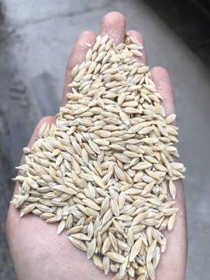 Arpa qozoq tozza qopli 50kg optom vagondan brinchi qol