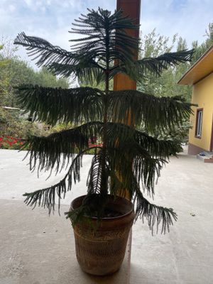 Ajayib bolgan ofislar uchun gul.