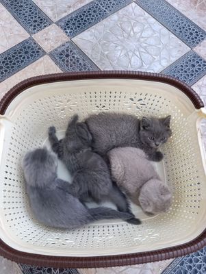 scottish fold bolachalari