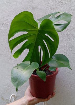 Монстера деликатесная (Monstera Deliciosa). Цветы для дома и офиса