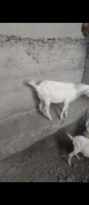 Echkilar sotiladi