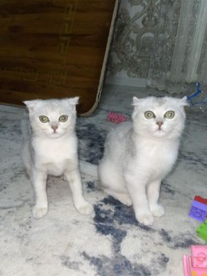 Serebristy Shinshilla Scottish Fold mushukchalar sotiladi