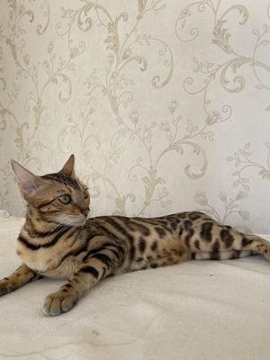 Bengal mushugi ( Champion Class zot )