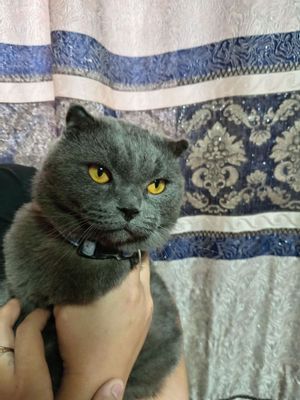 Срочно продам котять