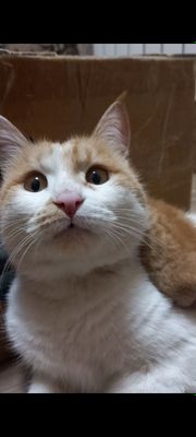 Кошка в добрые руки