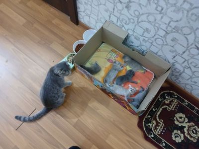 Скотиш мушукчалар сотилади