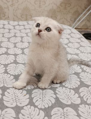 Продаются породистые котята