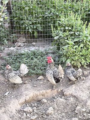 Bahorgila soni 3 ta 1+2 bittasi tuxumda kengisiyam tuxumga yaqin