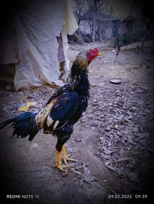 Toza zodli Xuroz sotlidi