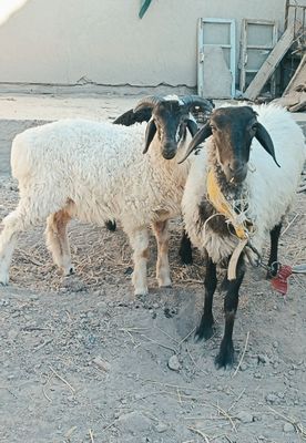 Она бола куй сотилади, болалари эгиз, кучкор икковиям