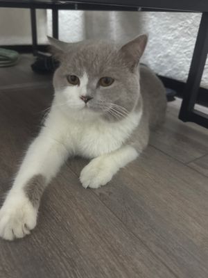 Вязка