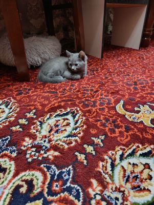 Скоттиш фолд, страйт