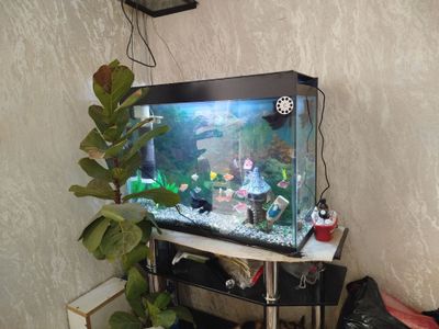 Prodam akvaryum 80lt+ ribkami