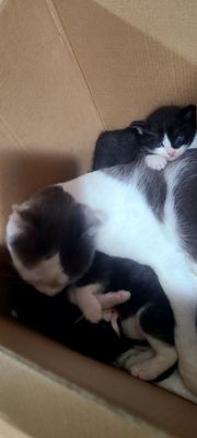 котята скоттиш фолд