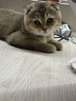 Шиншила золотистая