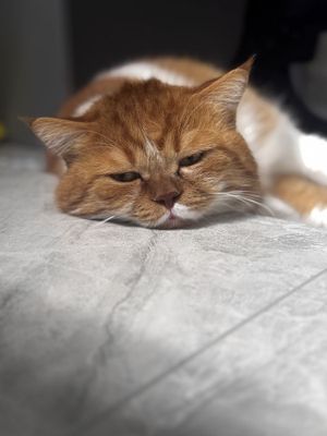 Vyaskaga qiz mushu kere