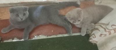 Asalomu alekom mushuk sotladi