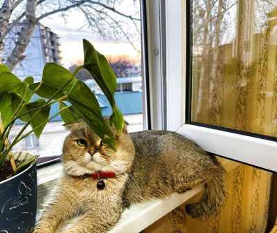 Вязка котика шотландца