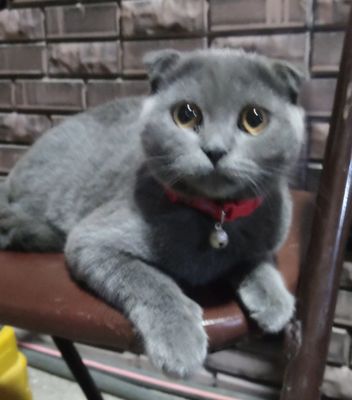 Продаётся кошка вислоухая