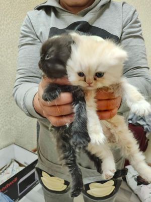 продаю котят экзотов