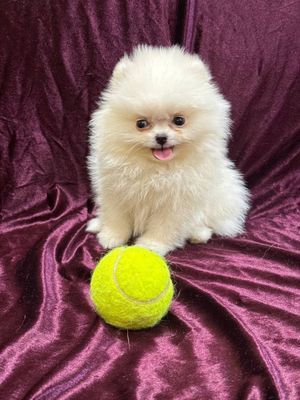 Kechuk Sotiladi Pomeranian Spitz