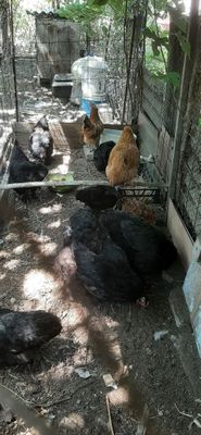 Продаю кур несушек домашние, здоровые