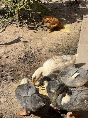 Oʻrdak 5ta dona sotiladi