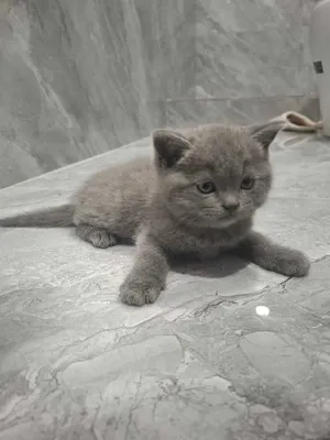 Продается котенок