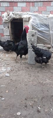 Qora shaxzoda tuxumlari samarqand