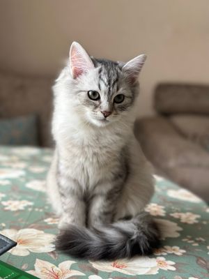 Продается кошечка