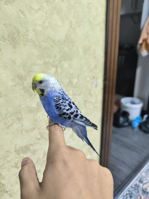Ручные волнистые