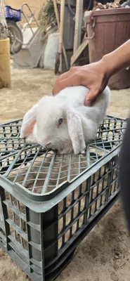 Karlik quyon sotiladi