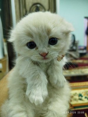 Продоються чисто породные котята Скотиш Фолд и Скотиш Страйт