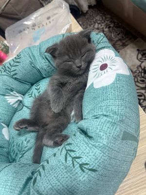 Пародостый скотиш фолд