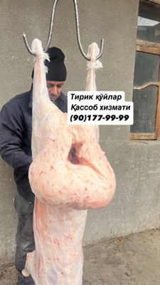 Aqiqa va qurbonlik uchun qo’ylar