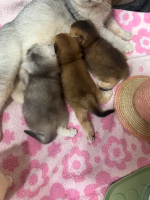 Продаются котята Шотландской породы!