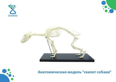 Анатомическая модель "скелет собаки"