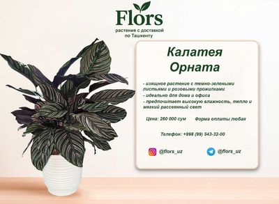Цветы для дома и офиса - растение - Калатея Орната