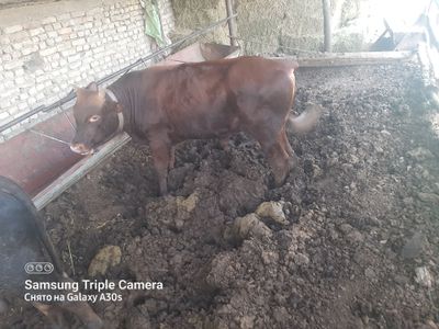 4 dona buqa sotiladi faqat naxtga tarozigayam sotiladi