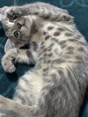Котёнок красивый, отдам в добрые руки