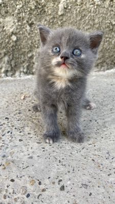 котята британской породы