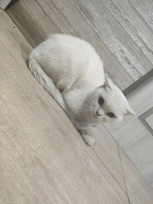 Mushuk zoti scottish fold