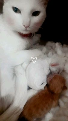 mushukcha sariq 2 oylik qiz bola oynoqi va ovchi