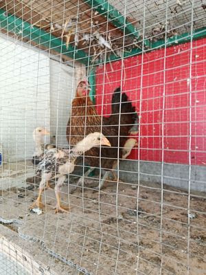 Dakan jujalar sotuvda