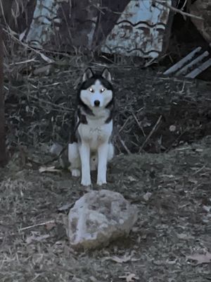 Чисто кровние хаски